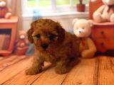 Toy Poodle Kurabi̇yeler