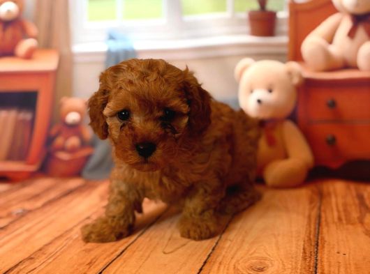 Toy Poodle Kurabi̇yeler görsel