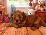 Toy Poodle Kurabi̇yeler