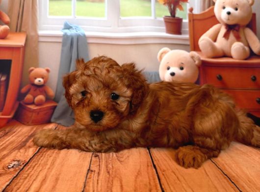 Toy Poodle Kurabi̇yeler görsel