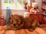 Toy Poodle Kurabi̇yeler