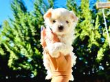 Petmode Köpek Çifrtliğinden Tea Cup Morkie Yavrular