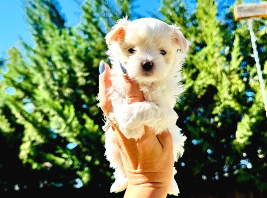 Petmode Köpek Çifrtliğinden Tea Cup Morkie Yavrular görsel