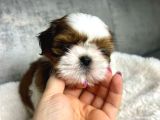 Bi̇blo Gi̇bi̇ Shi̇h Tzu Bebekler