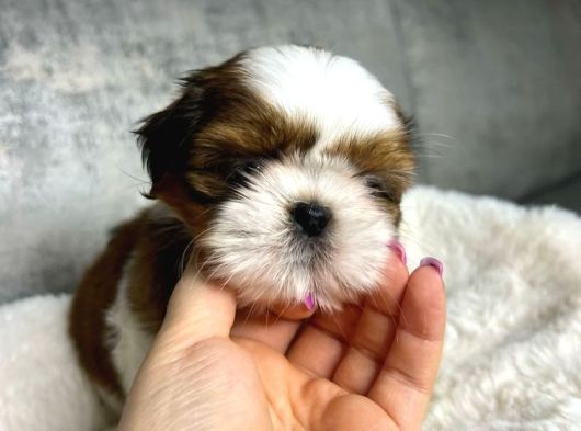 Bi̇blo Gi̇bi̇ Shi̇h Tzu Bebekler görsel