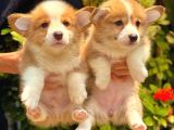Petmode Köpek Çiftliğinde Ziyarete Açık Welsh Corgi Yavrular