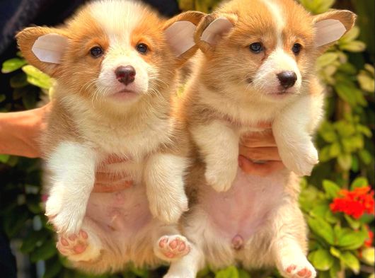 Petmode Köpek Çiftliğinde Ziyarete Açık Welsh Corgi Yavrular görsel