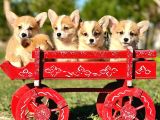 Petmode Köpek Çiftliğinde Ziyarete Açık Welsh Corgi Yavrular