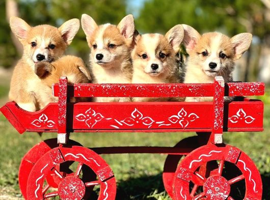 Petmode Köpek Çiftliğinde Ziyarete Açık Welsh Corgi Yavrular görsel