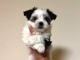Petmode Köpek Çifrtliğinden Tea Cup Morkie Yavrular