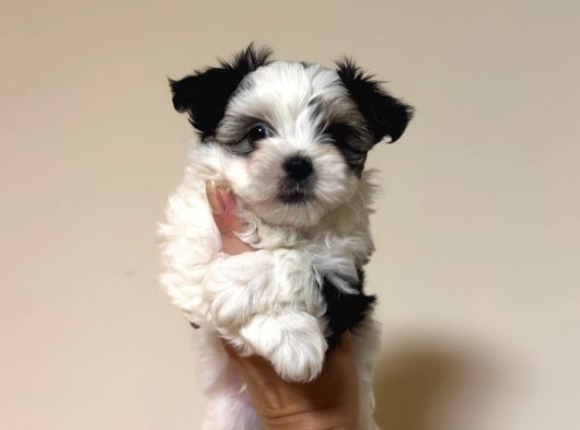 Petmode Köpek Çifrtliğinden Tea Cup Morkie Yavrular görsel