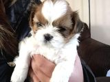Bi̇blo Gi̇bi̇ Shi̇h Tzu Bebekler