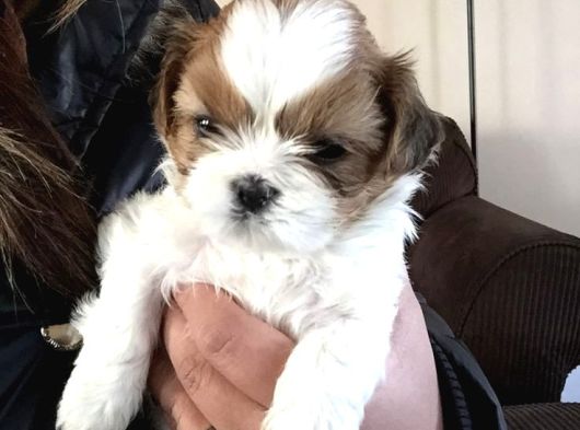 Bi̇blo Gi̇bi̇ Shi̇h Tzu Bebekler görsel