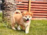 JAPON AKİTA INU YAVRULARİ İSTANBUL