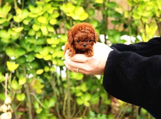 Üst Düzey A Plus Toy Poodle Bebekleri̇m görsel