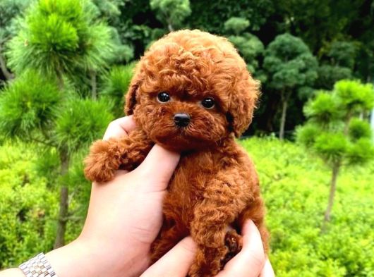 Üst Düzey A Plus Toy Poodle Bebekleri̇m görsel