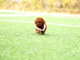 Üst Düzey A Plus Toy Poodle Bebekleri̇m