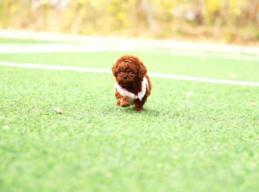 Üst Düzey A Plus Toy Poodle Bebekleri̇m görsel