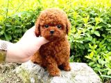 ÜST DÜZEY A PLUS TOY POODLE BEBEKLERİM
