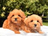 MMİNİ FİNCAN BOY MALTİPOO BEBEKLERİM