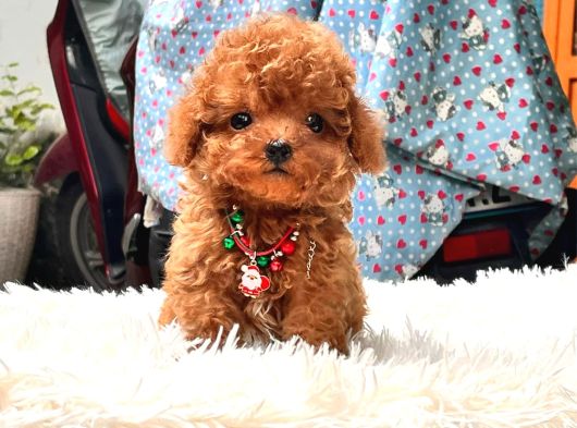 Mi̇ni̇ Boy Poodle Bebekleri̇mi̇z görsel