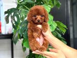 ÇOCUKLARIN MUTLULUĞU TOY POODLE BEBEKLERİM
