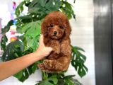 Çocuklarin Mutluluğu Toy Poodle Bebekleri̇m