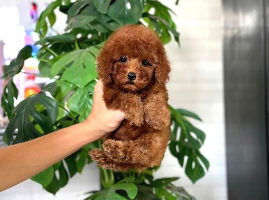 Çocuklarin Mutluluğu Toy Poodle Bebekleri̇m görsel