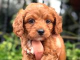 ORJİNAL TEACUP MALTİPO YAVRULARIMIZ