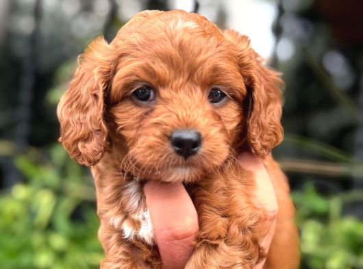 Orji̇nal Teacup Malti̇po Yavrularimiz