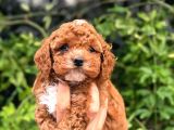 Kilo Garantili Uygun Erkek Toy Poddle