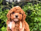 Kilo Garantili Uygun Erkek Toy Poddle