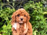 kilo Garantili Uygun Erkek toy Poddle