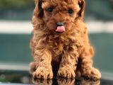 Irk Garantili Toy Poodle Yavrularımız