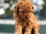 Irk Garantili Toy Poodle Yavrularımız