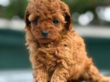 ırk garantili toy poodle yavrularımız