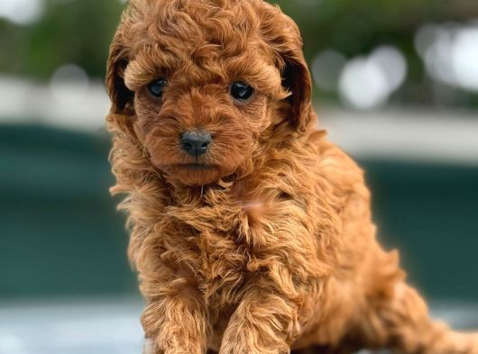 Irk Garantili Toy Poodle Yavrularımız