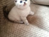 Safkan Scottish Fold Lynkspoint Dişi