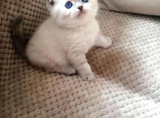 Safkan Scottish Fold Lynkspoint Dişi görsel