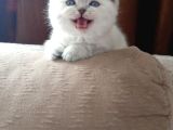 Safkan Scottish Fold Lynkspoint Dişi