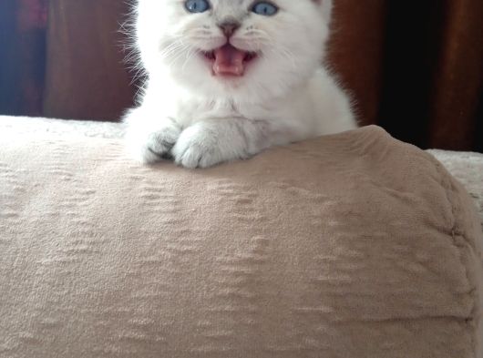 Safkan Scottish Fold Lynkspoint Dişi görsel