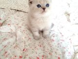 Safkan Scottish Fold Lynkspoint Dişi