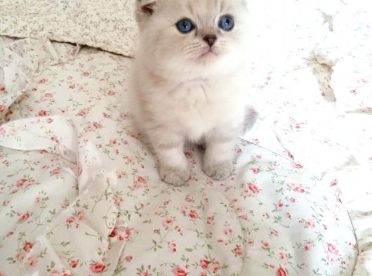 Safkan Scottish Fold Lynkspoint Dişi görsel