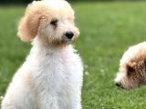 Goldendoodle Bebek Suratli Aşili Yavrumuz