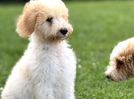 Goldendoodle Bebek Suratli Aşili Yavrumuz görsel