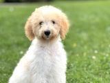 GOLDENDOODLE BEBEK SURATLI AŞILI YAVRUMUZ