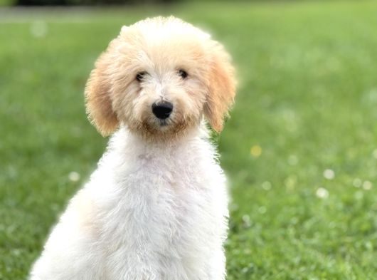 Goldendoodle Bebek Suratli Aşili Yavrumuz