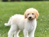 Goldendoodle Bebek Suratli Aşili Yavrumuz