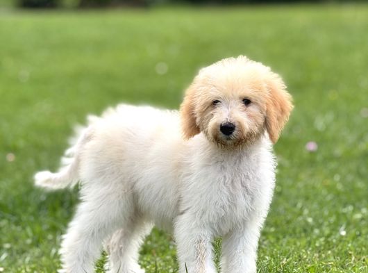 Goldendoodle Bebek Suratli Aşili Yavrumuz görsel