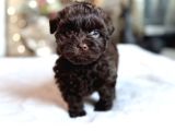 Orjinal Çi̇kolata Mini Boy Poodle Bebek